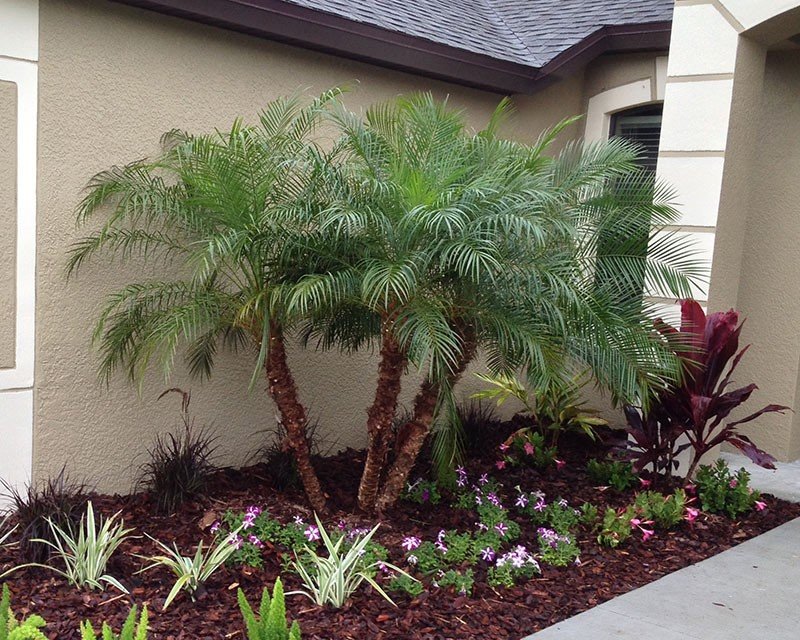 Landscaping Around Palm Trees How to Create a Tropical Oasis