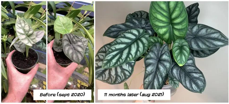 Alocasia Silver Dragon Care Tips and Tricks for a Healthy Plant