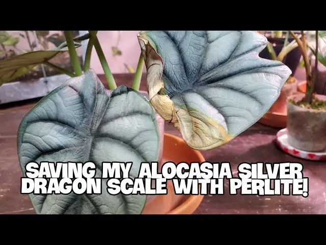 Alocasia Silver Dragon Care Tips and Tricks for a Healthy Plant