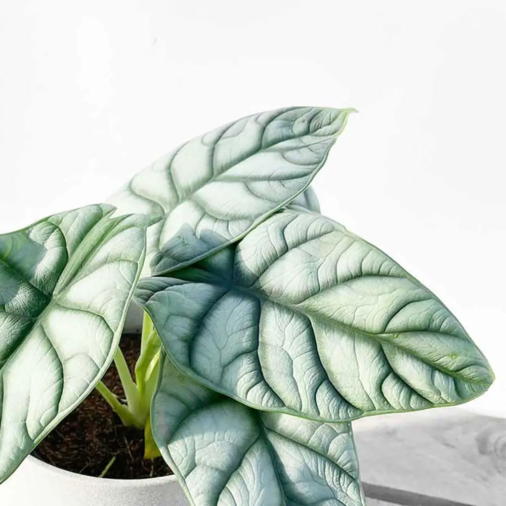 Alocasia Silver Dragon Care Tips and Tricks for a Healthy Plant