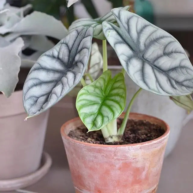 Alocasia Silver Dragon Care Tips and Tricks for a Healthy Plant