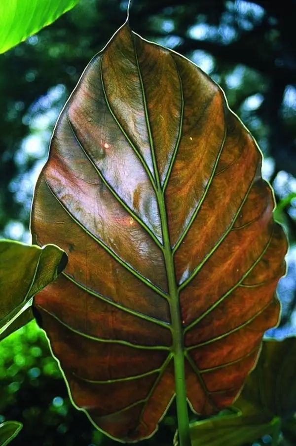 Alocasia Silver Dragon Care Tips and Tricks for a Healthy Plant