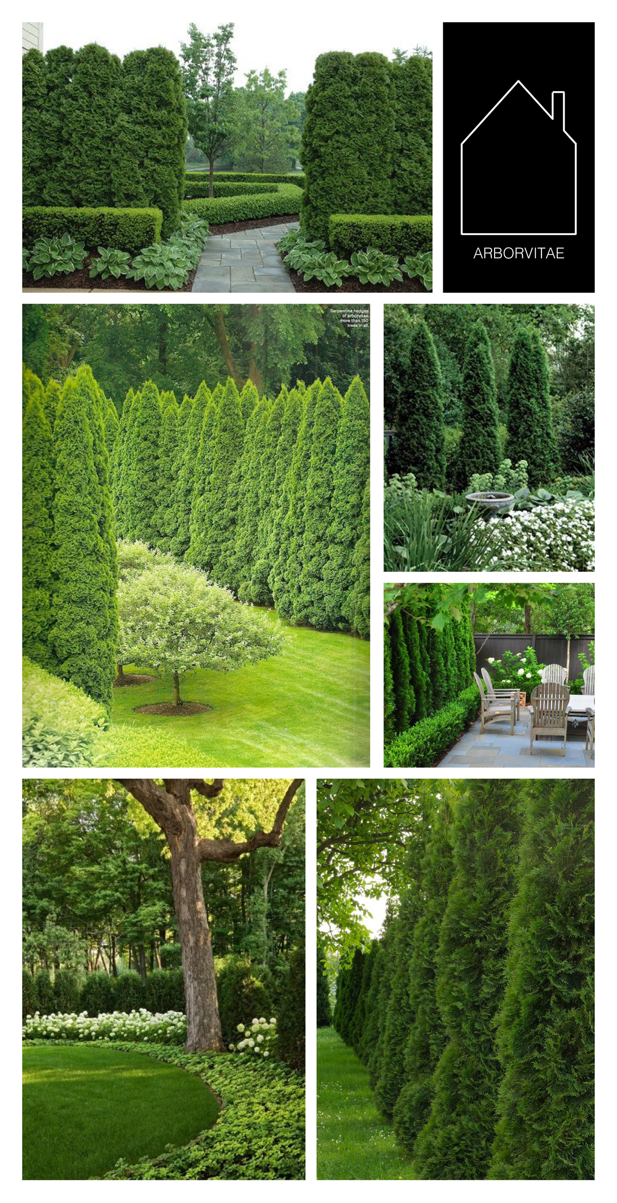 Backyard Arborvitae Landscaping Ideas Transform Your Outdoor Space