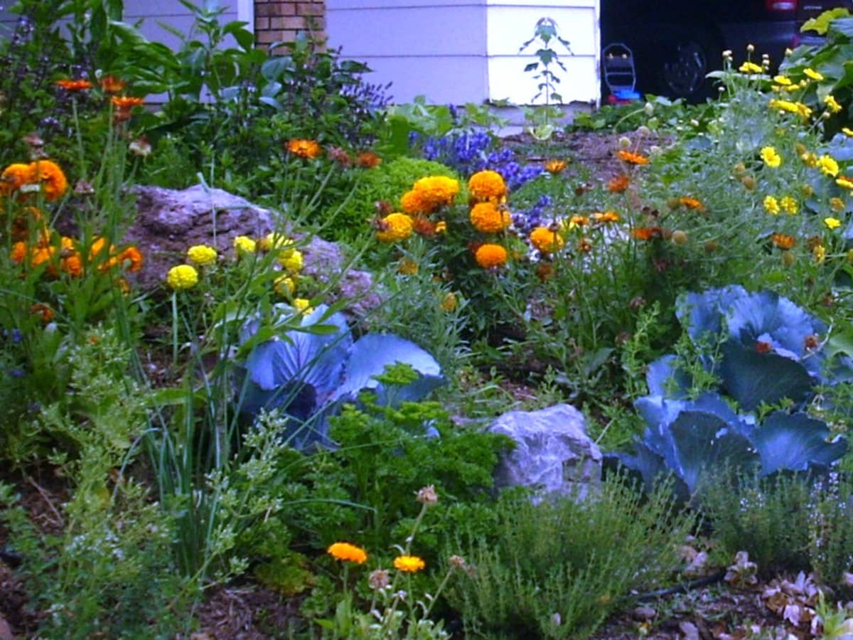 Backyard Wildflower Garden Design Enhancing Your Outdoor Space with Colorful Blooms