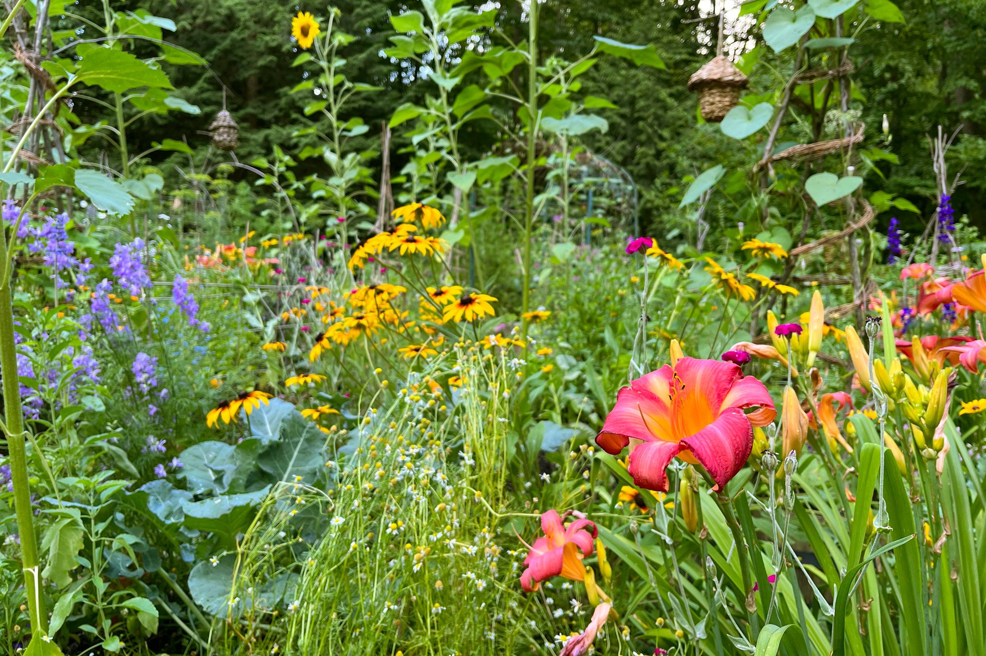 Backyard Wildflower Garden Design Enhancing Your Outdoor Space with Colorful Blooms