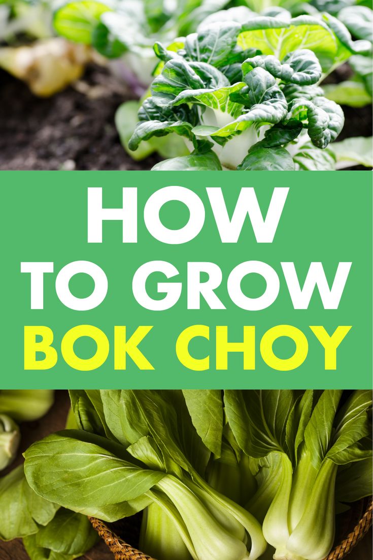 Bok Choy Companion Plants A Guide to Growing a Successful Garden Together