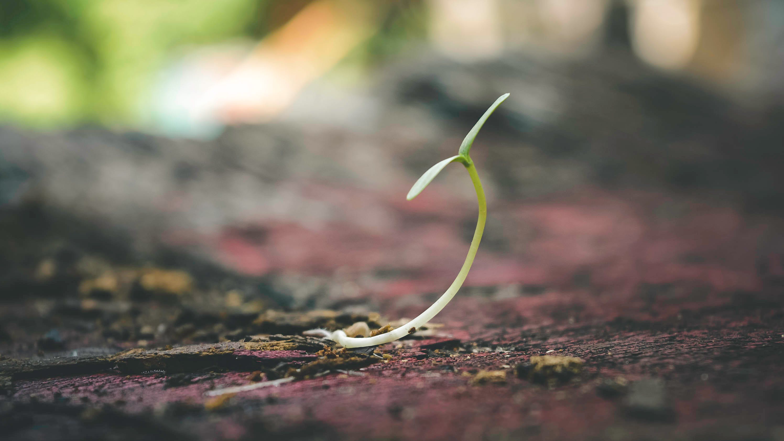 Brussel Sprout Companion Plants Enhancing Your Garden