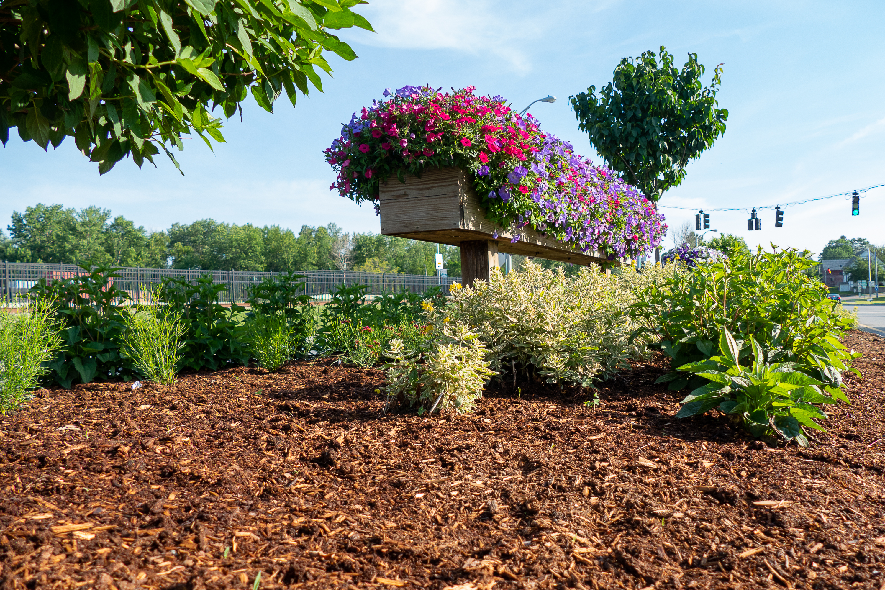 Cedar Chips for Landscaping An Expert Guide