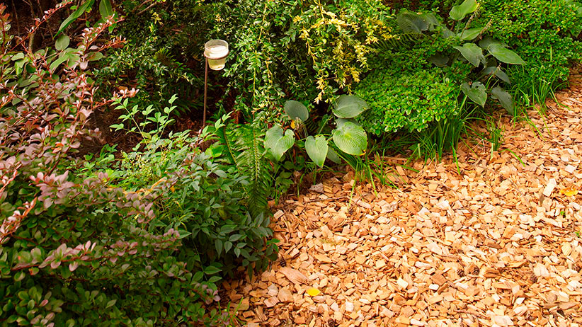 Cedar Chips for Landscaping An Expert Guide