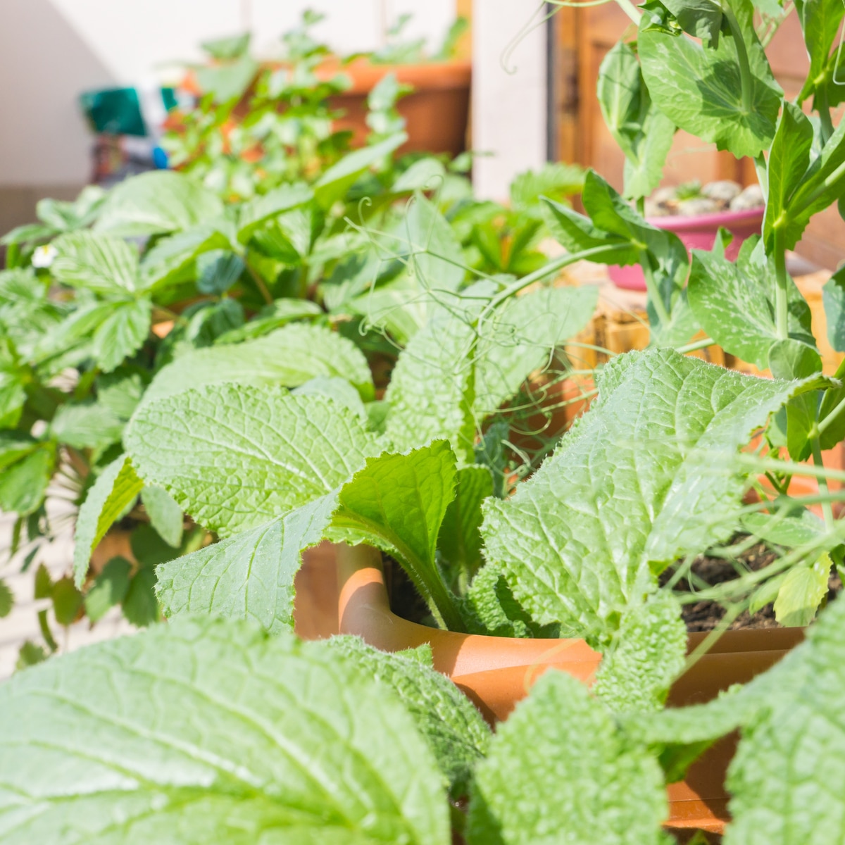 The Best Companion Plants for Rhubarb Enhancing Growth and Flavor