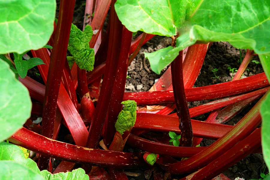 The Best Companion Plants for Rhubarb Enhancing Growth and Flavor