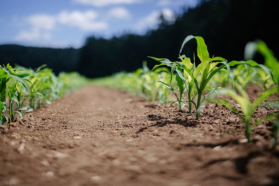 Corn Square Foot Gardening: Maximizing Your Yield in Minimal Space