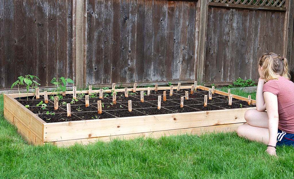 Corn Square Foot Gardening: Maximizing Your Yield in Minimal Space