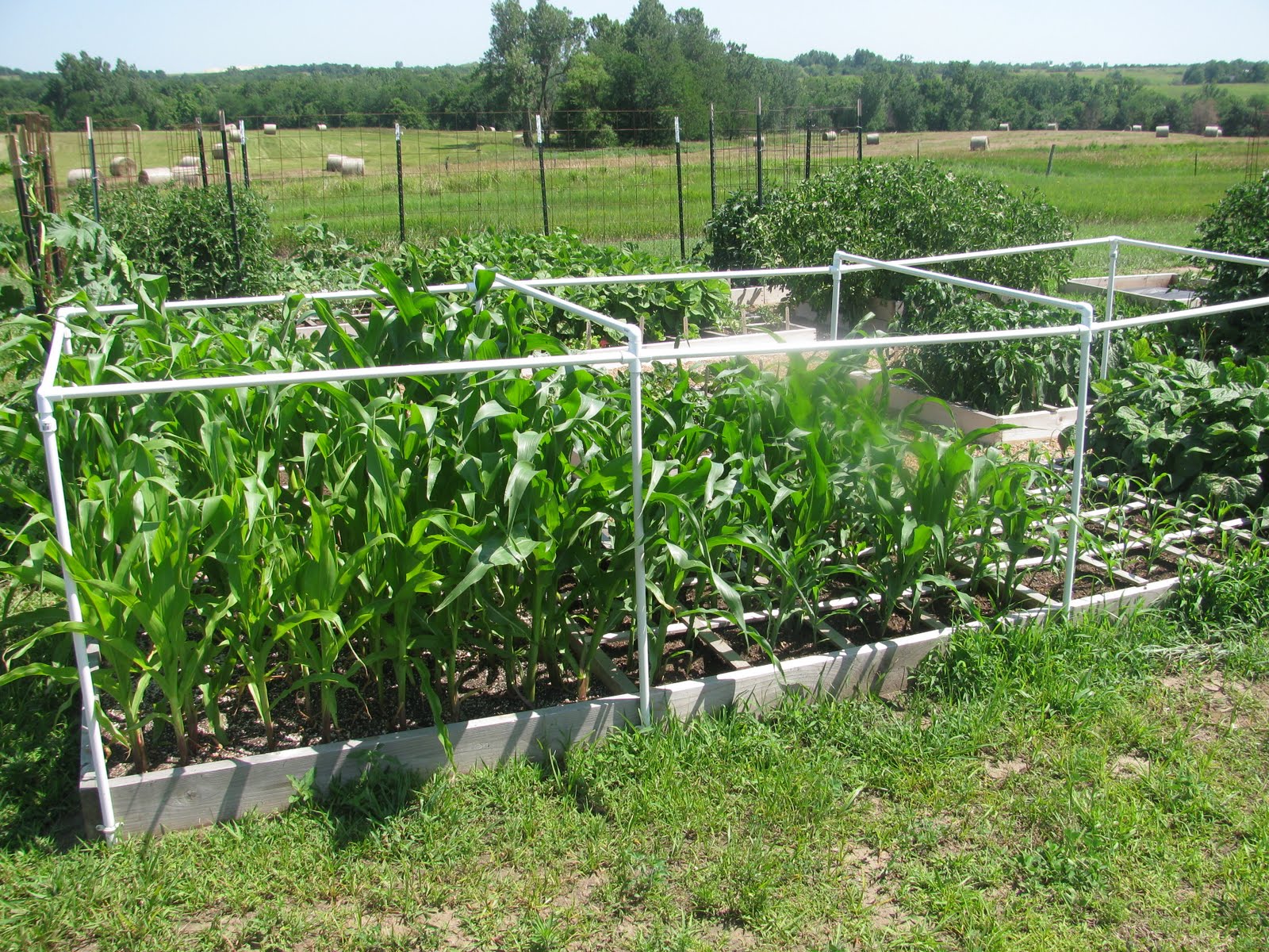 Corn Square Foot Gardening: Maximizing Your Yield in Minimal Space