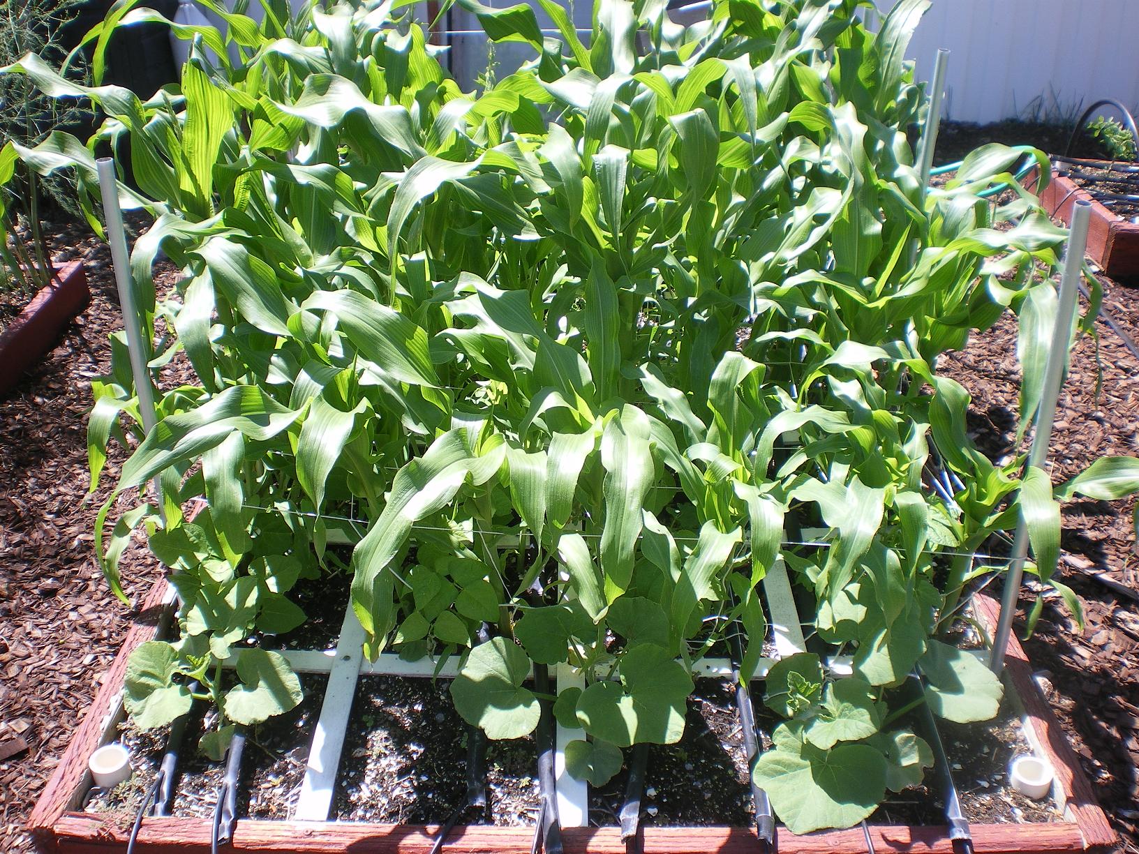 Corn Square Foot Gardening: Maximizing Your Yield in Minimal Space