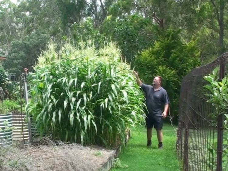 Corn Square Foot Gardening: Maximizing Your Yield in Minimal Space