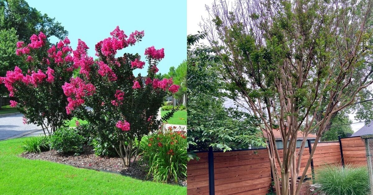 Front Yard Landscaping with Crepe Myrtles