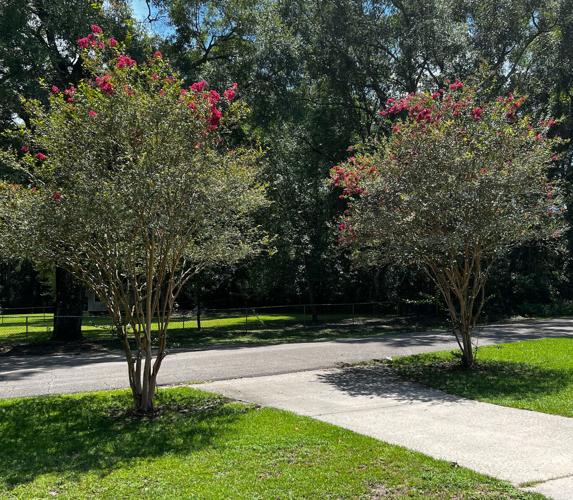 Front Yard Landscaping with Crepe Myrtles