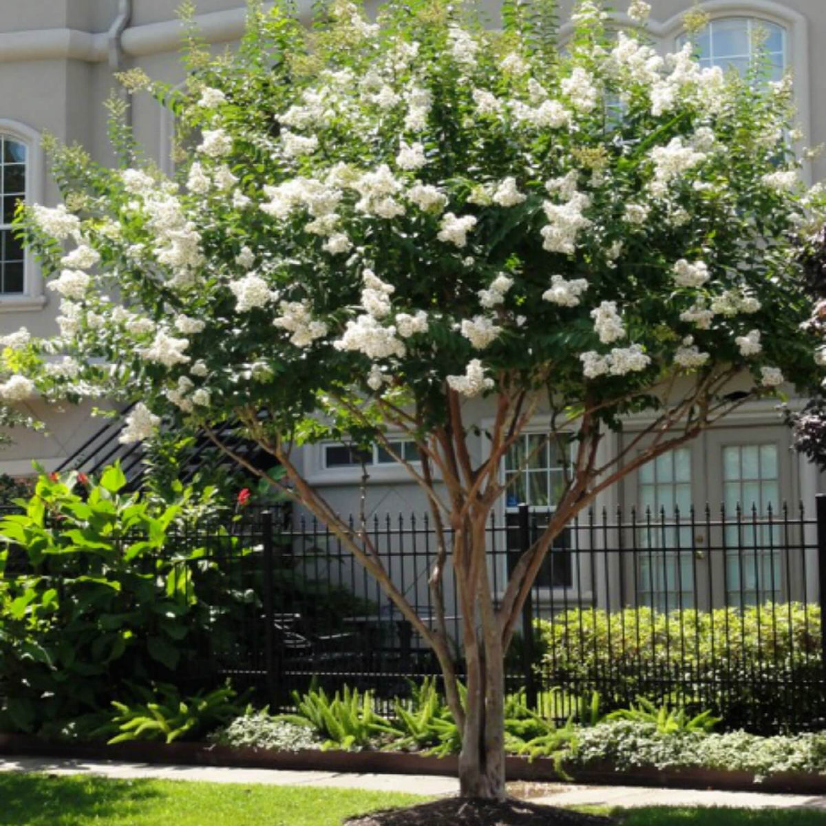 Front Yard Landscaping with Crepe Myrtles