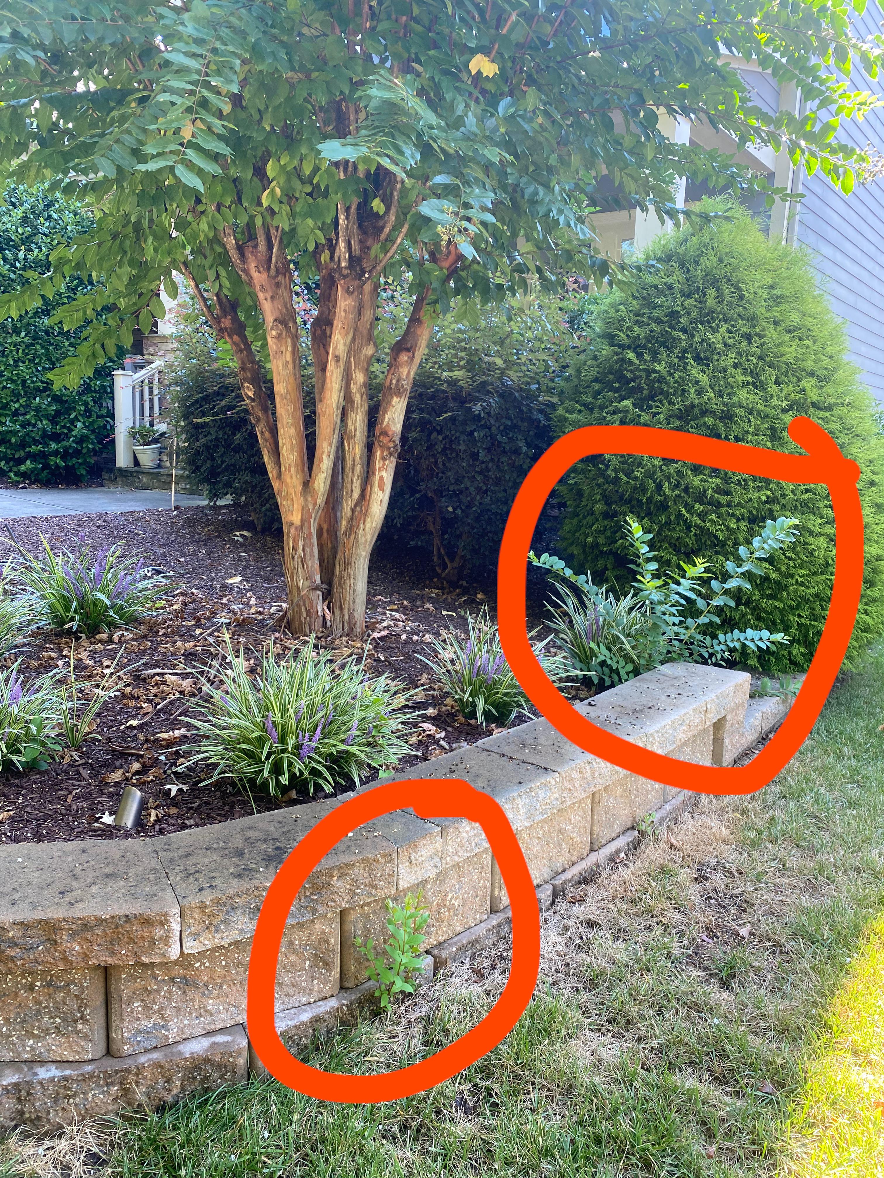 Front Yard Landscaping with Crepe Myrtles