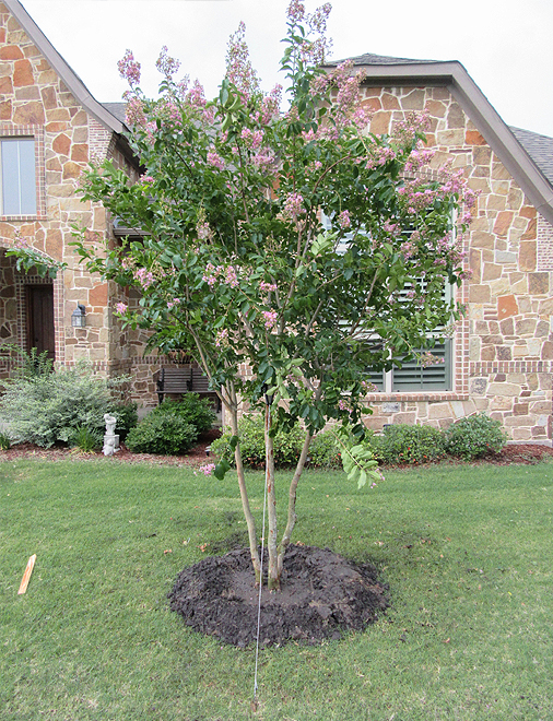 Front Yard Landscaping with Crepe Myrtles