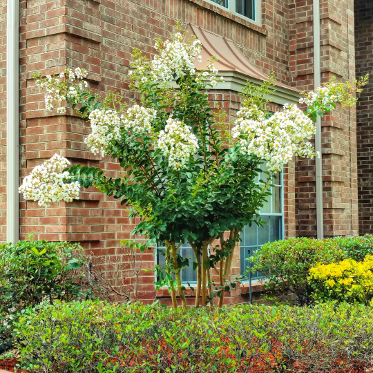 Front Yard Landscaping with Crepe Myrtles