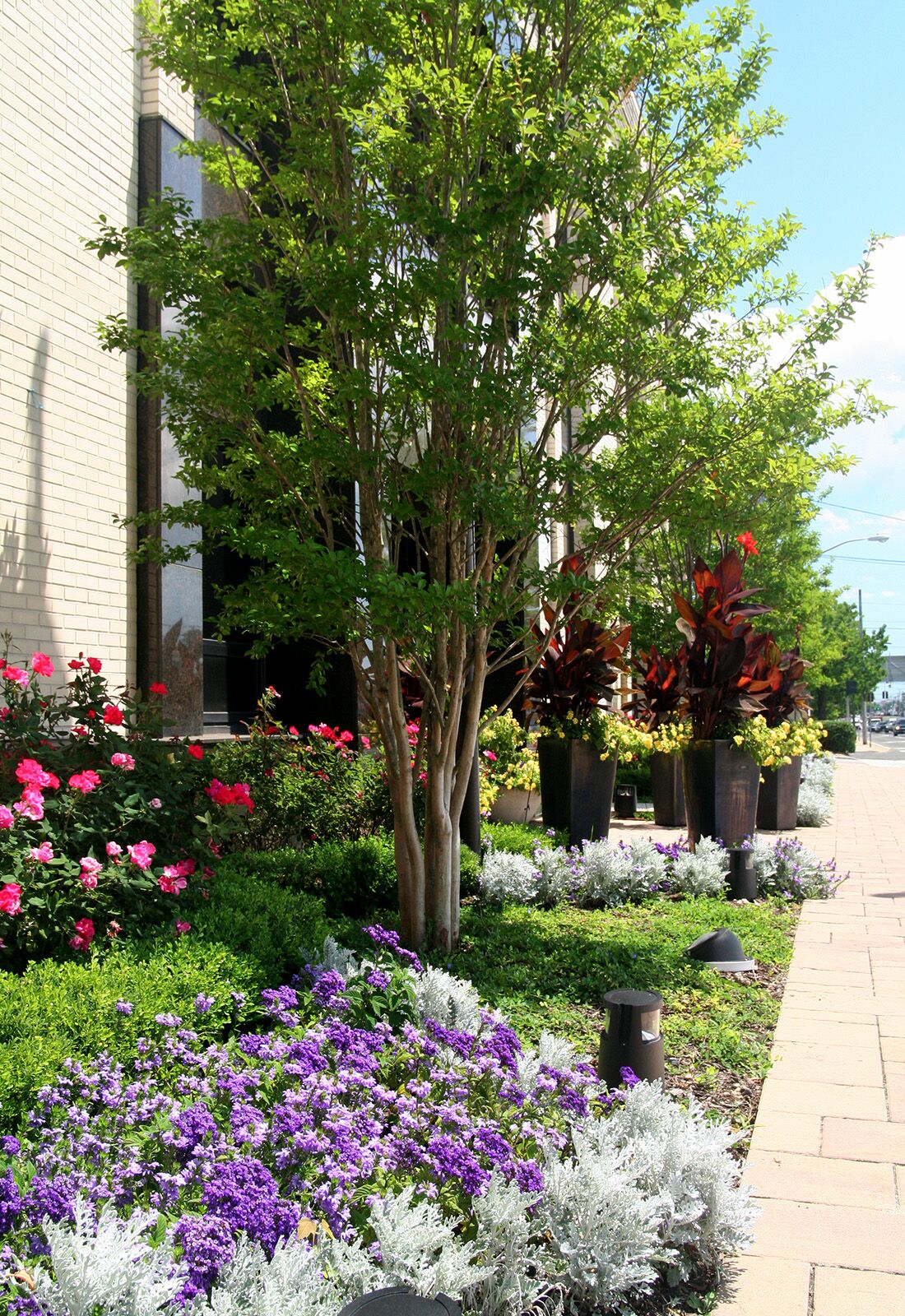 Front Yard Landscaping with Crepe Myrtles