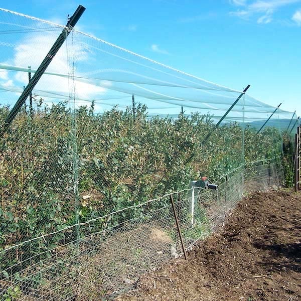 Fully Enclosed Vegetable Garden The Ultimate Solution for Growing Your Own Fresh Produce