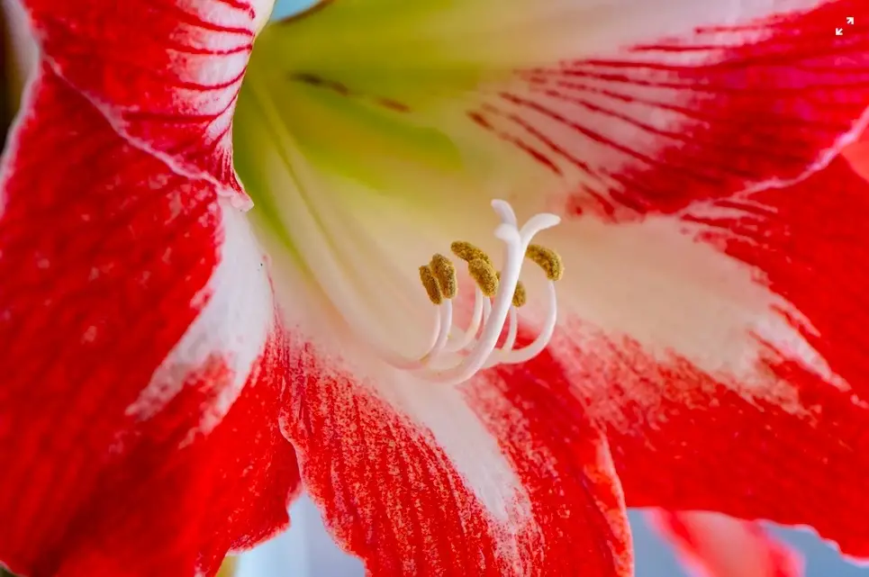 Growing Amaryllis Outdoors in Pots Tips and Tricks for Success