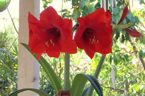 Growing Amaryllis Outdoors in Pots Tips and Tricks for Success