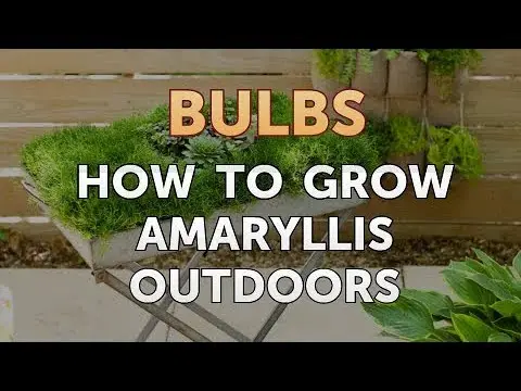 Growing Amaryllis Outdoors in Pots Tips and Tricks for Success