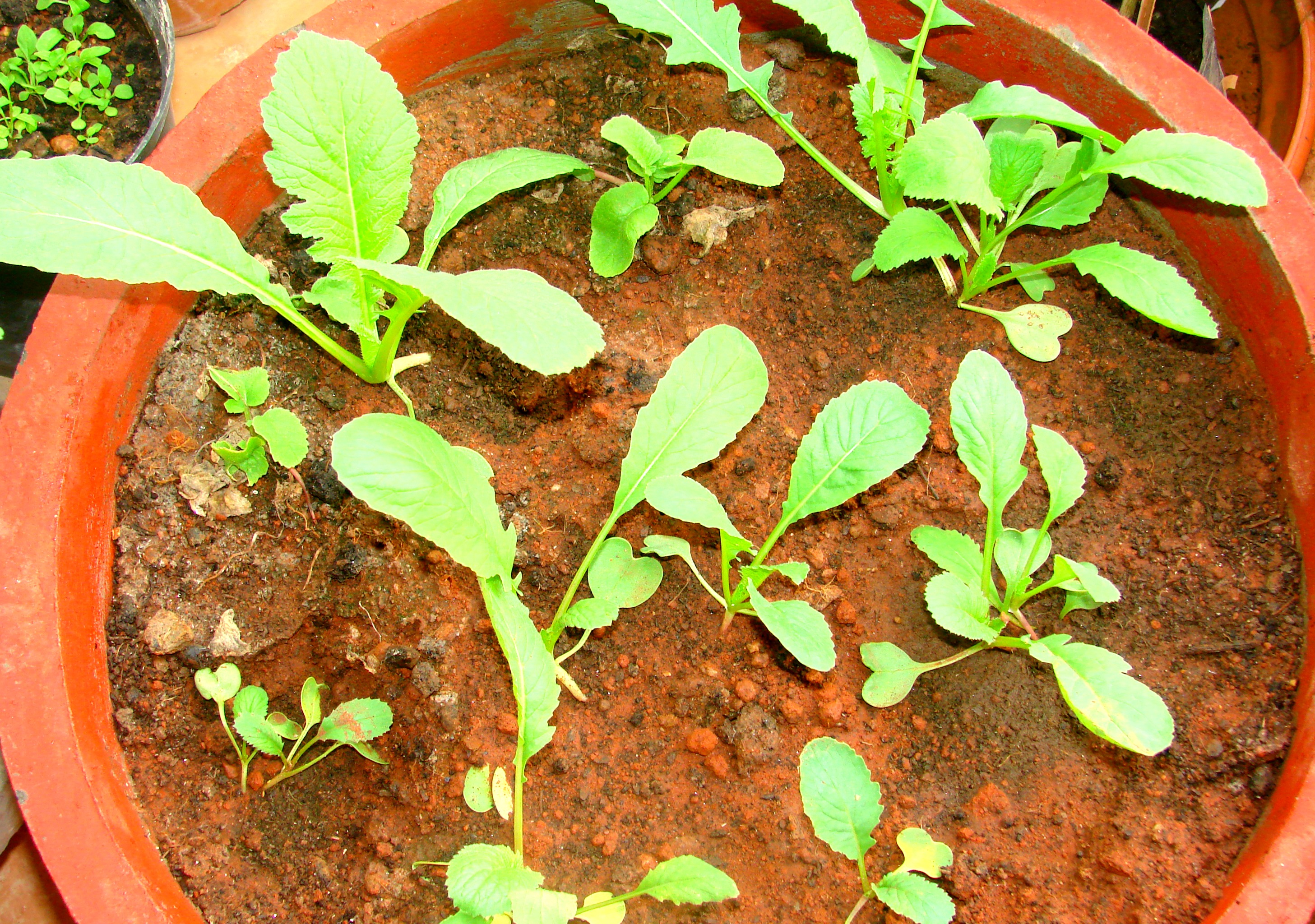 Growing Arugula in Pots A Comprehensive Guide