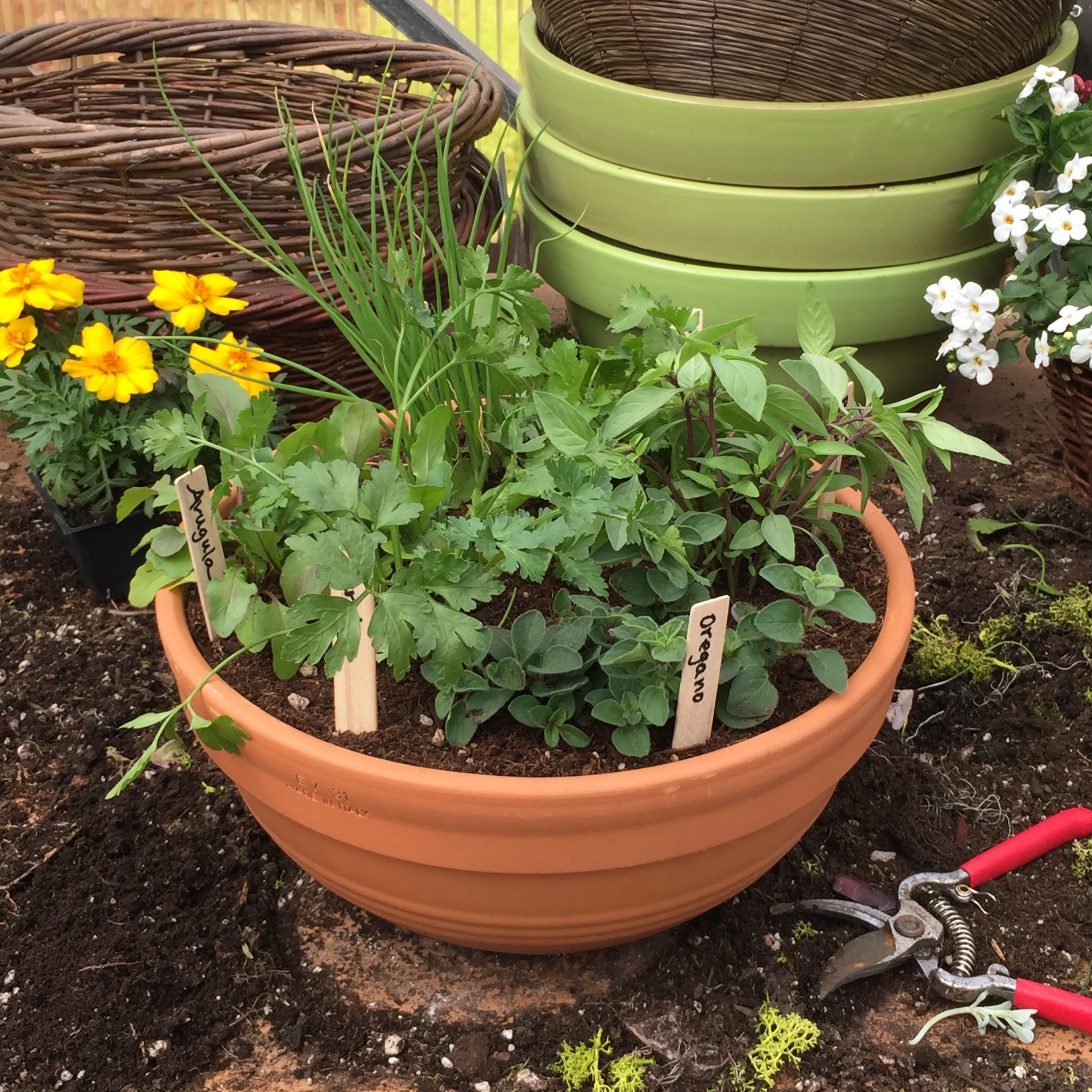 Growing Arugula in Pots A Comprehensive Guide