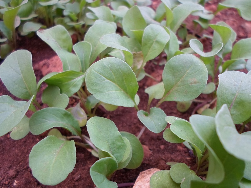 Growing Arugula in Pots A Comprehensive Guide