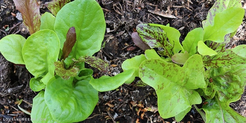 Growing Arugula in Pots A Comprehensive Guide