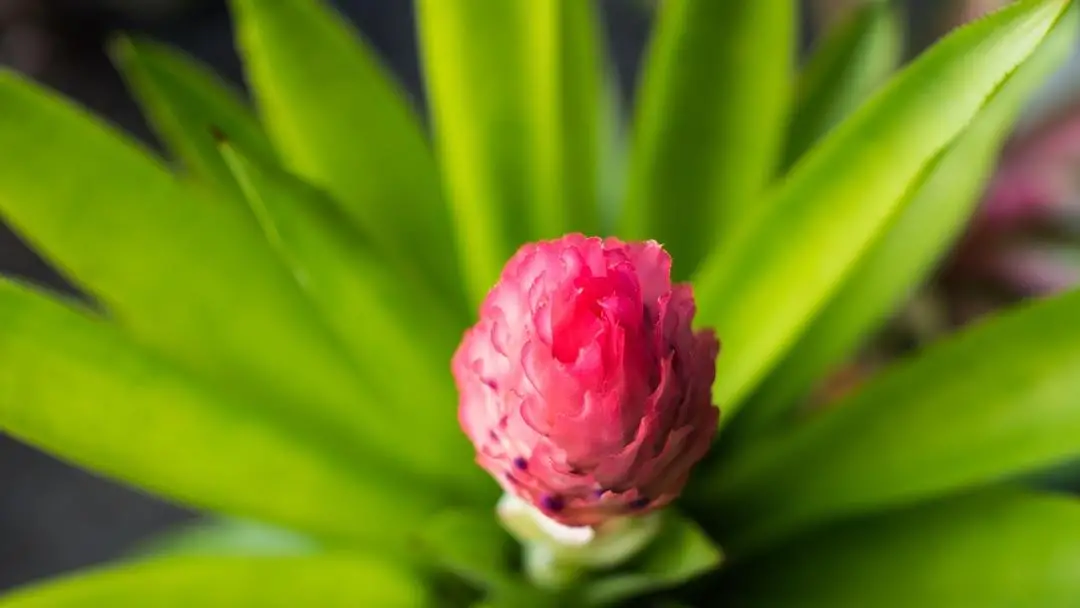 Growing Bromeliads in the Ground A Comprehensive Guide