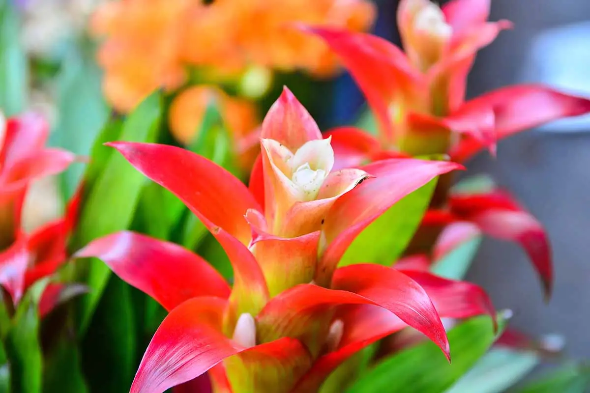 Growing Bromeliads in the Ground A Comprehensive Guide