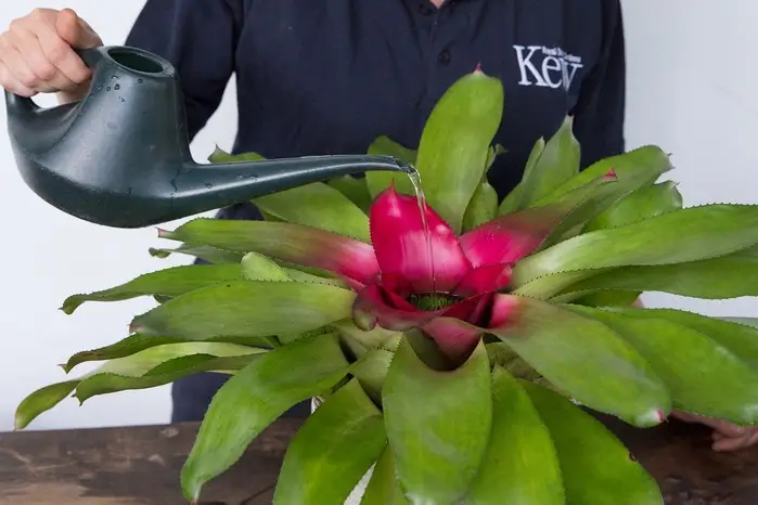 Growing Bromeliads in the Ground A Comprehensive Guide