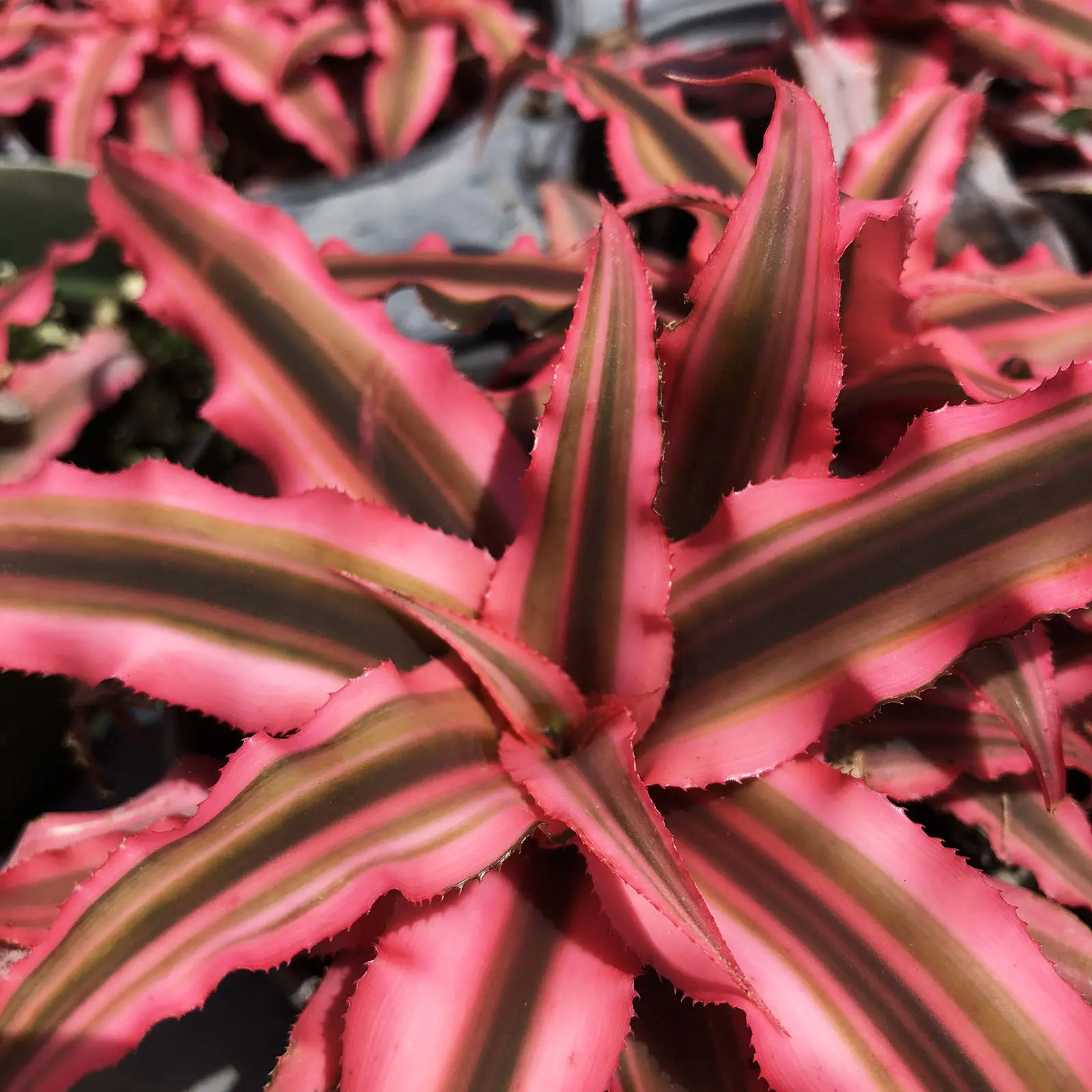 Growing Bromeliads in the Ground A Comprehensive Guide