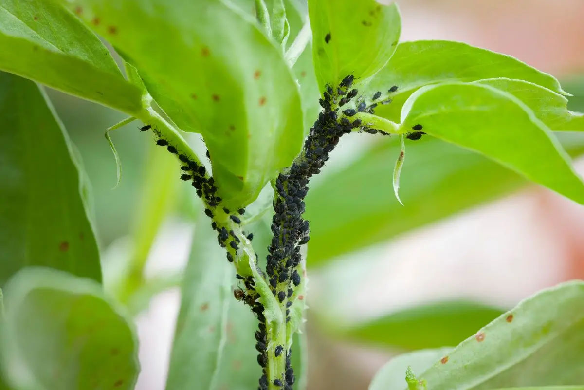 Happy Bean Plant Care A Comprehensive Guide