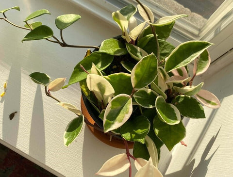 Hoya Krimson Queen Care Tips and Tricks for a Beautiful Plant