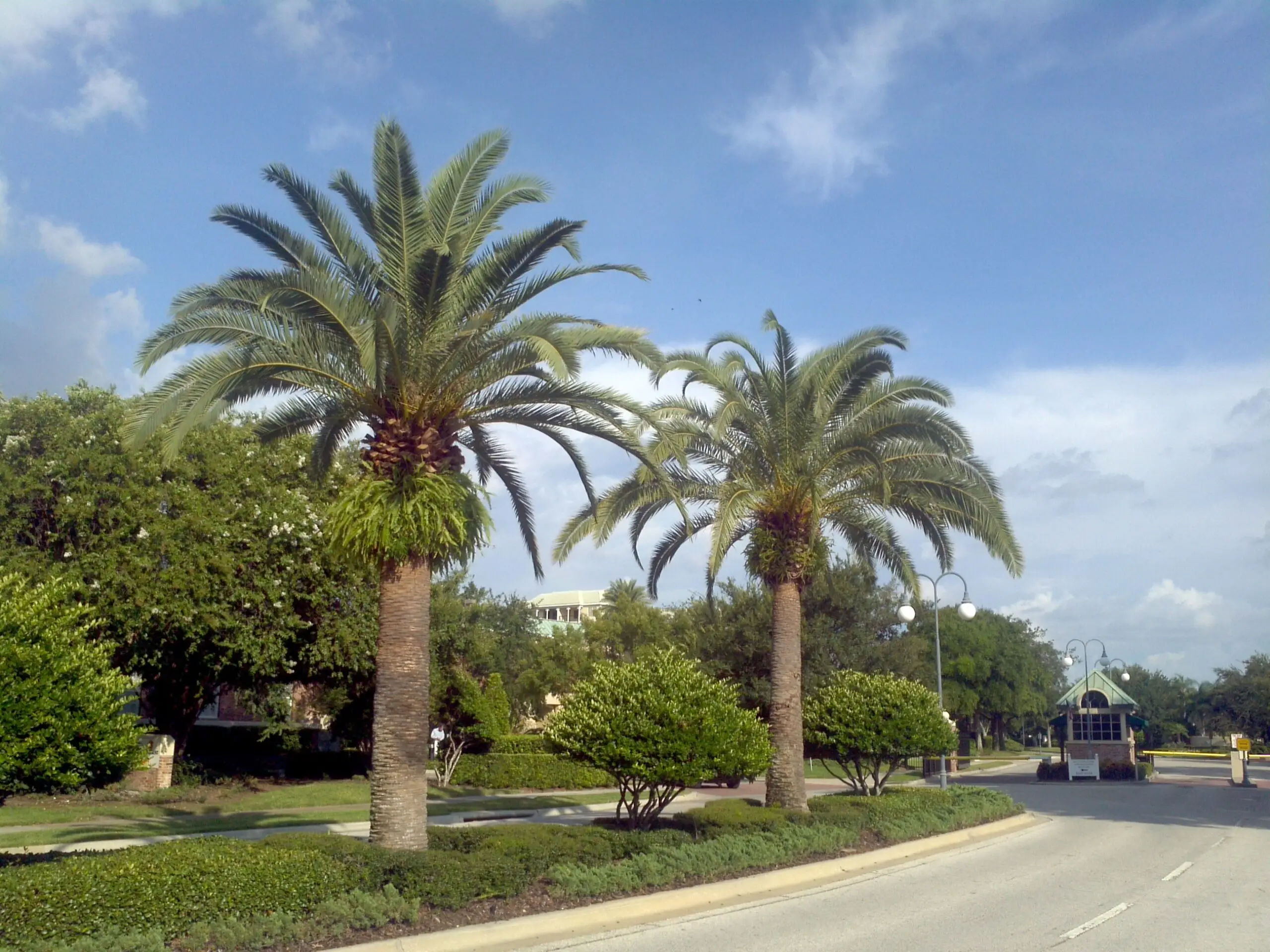 Landscaping Around Palm Trees How to Create a Tropical Oasis