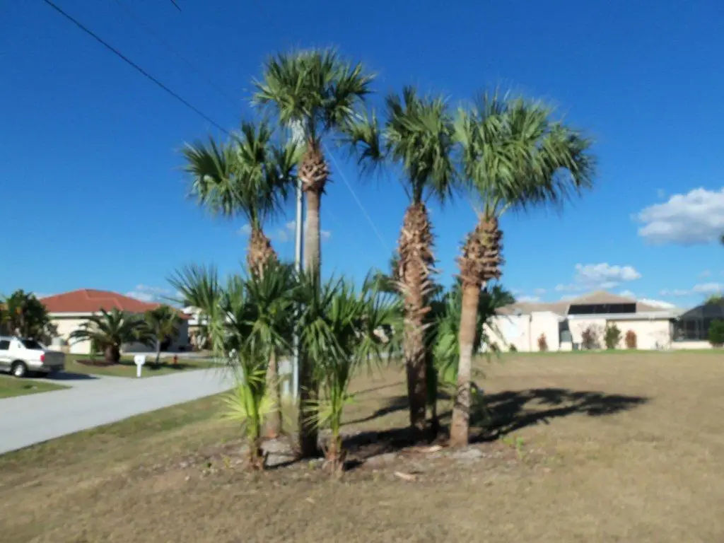 Landscaping Around Palm Trees How to Create a Tropical Oasis