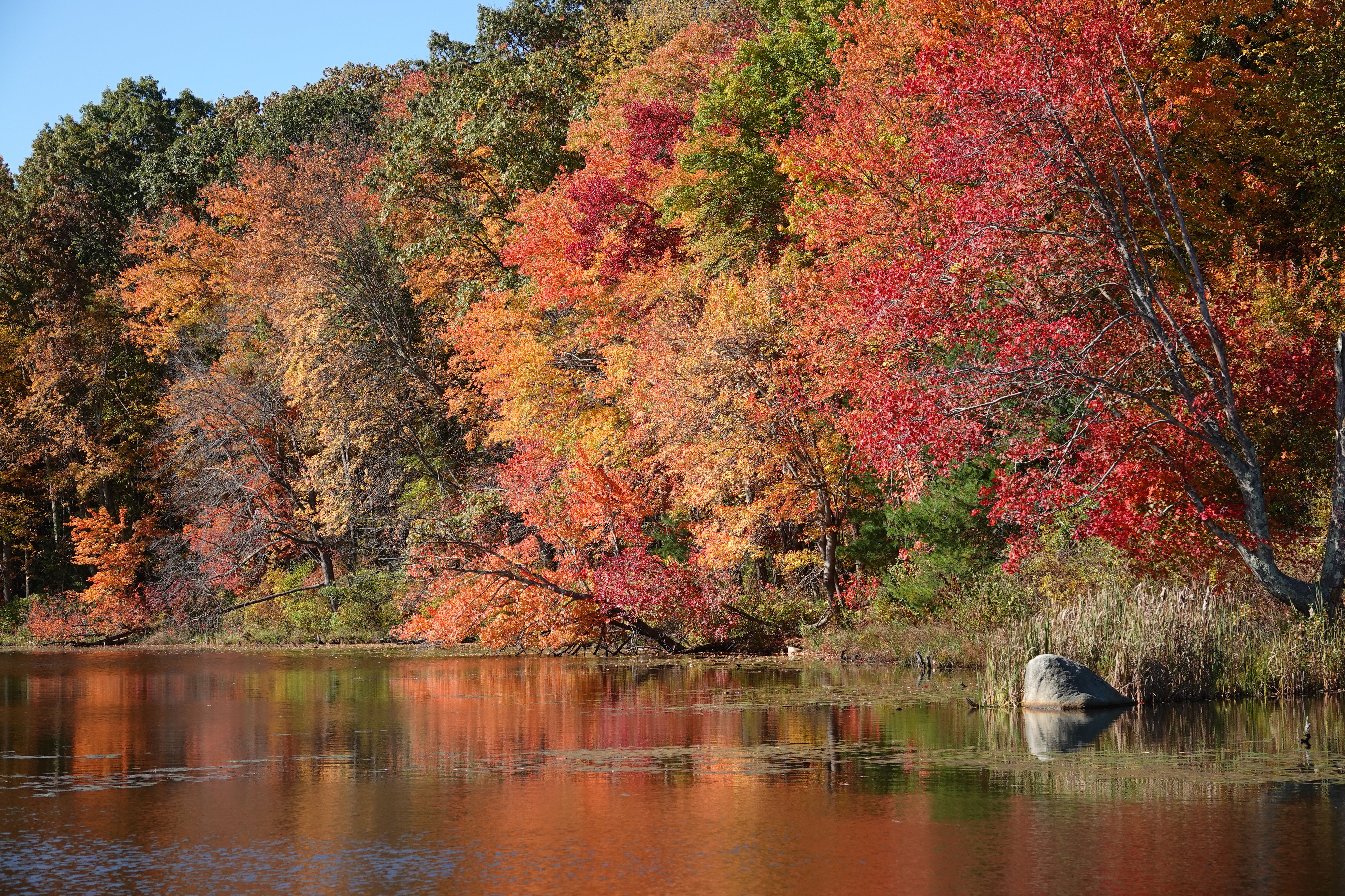 Landscaping Ideas with Red Mulch Enhance Your Outdoor Space