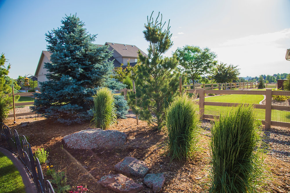 Landscaping Under Pine Trees Tips and Tricks for a Beautiful Garden