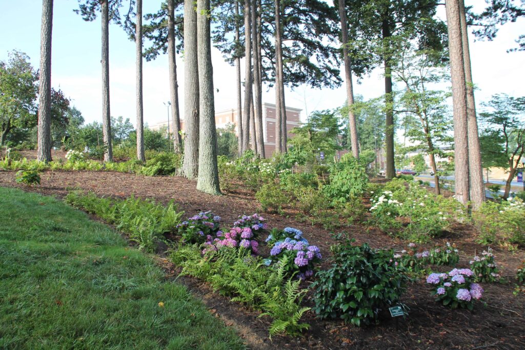 Landscaping Under Pine Trees Tips and Tricks for a Beautiful Garden