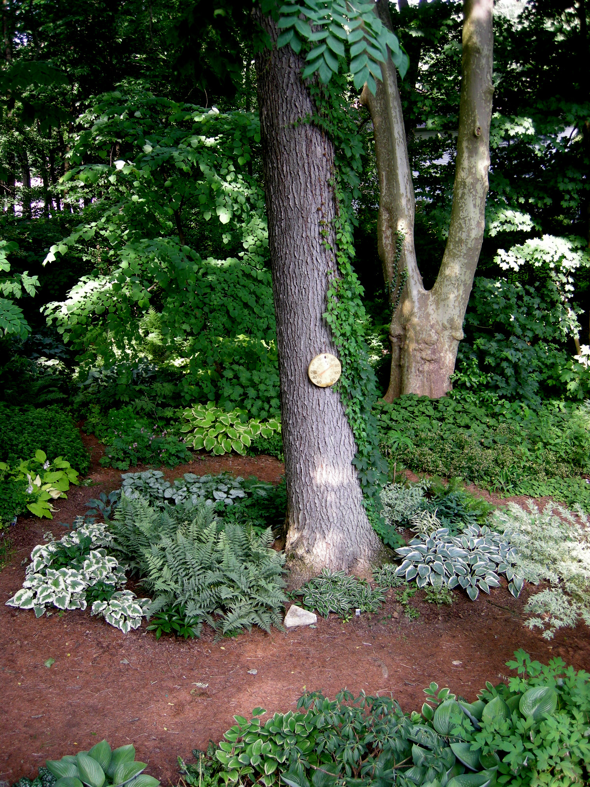 Landscaping Under Pine Trees Pictures Creating a Beautiful Outdoor Space