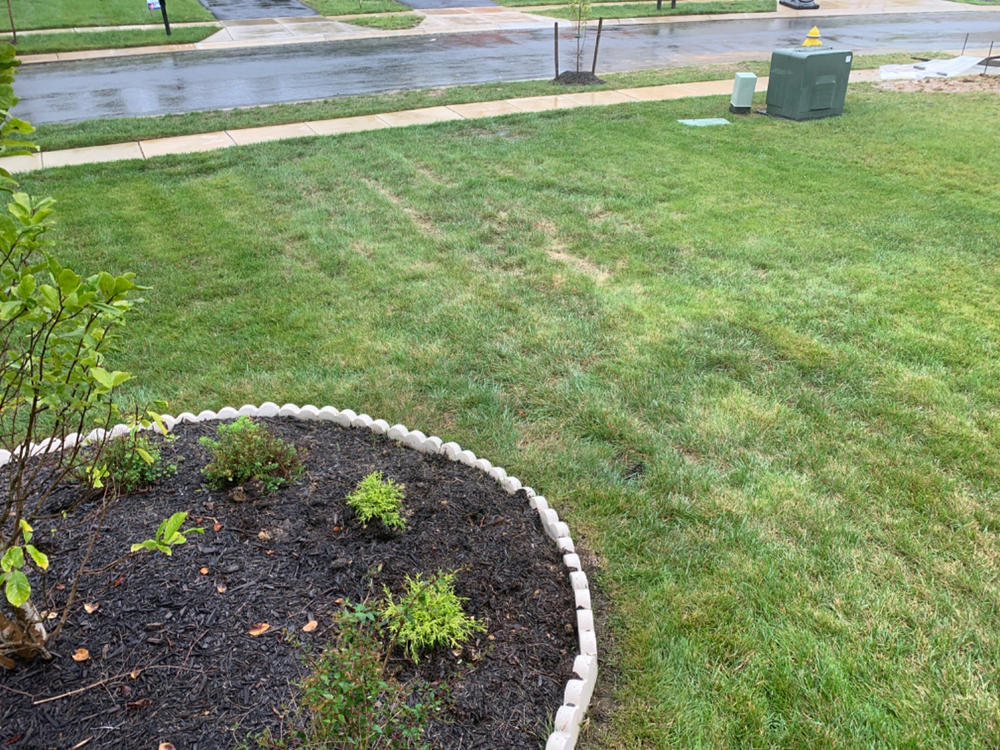 Landscaping with Golden Mop Cypress Enhance Your Garden's Beauty