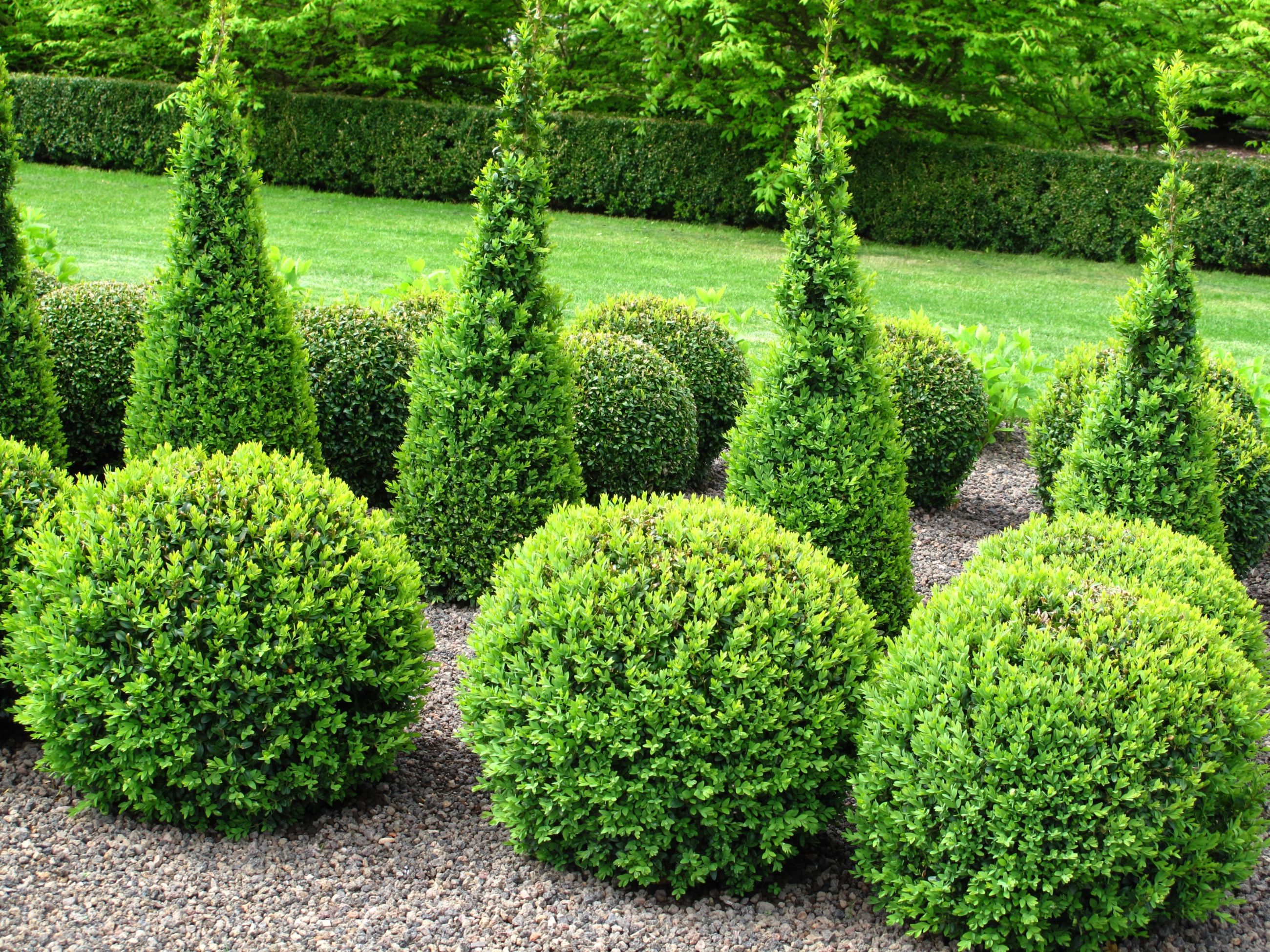 Landscaping with Golden Mop Cypress Enhance Your Garden's Beauty