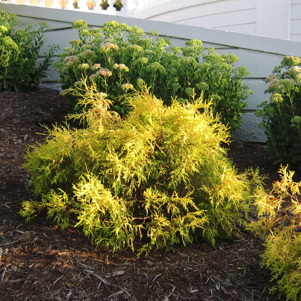 Landscaping with Golden Mop Cypress Enhance Your Garden's Beauty